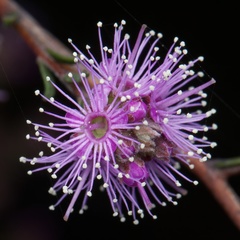 Kunzea parvifolia