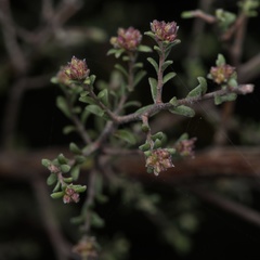Kunzea parvifolia