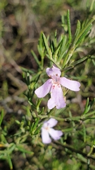 Westringia crassifolia