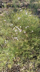 Westringia crassifolia