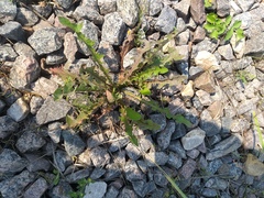 Taraxacum officinale