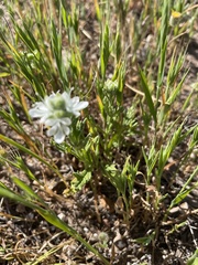 Teucrium sessiliflorum