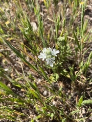 Teucrium sessiliflorum