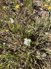 Teucrium sessiliflorum