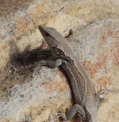 Pedioplanis burchelli