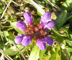 Prunella grandiflora