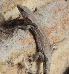 Pedioplanis burchelli