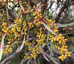 Eucalyptus leptophylla