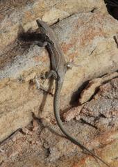 Pedioplanis burchelli