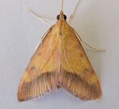 Pyrausta arizonicalis