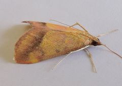 Pyrausta arizonicalis