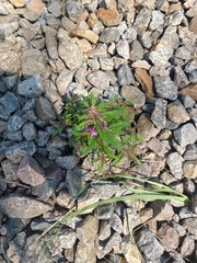 Chamaenerion angustifolium