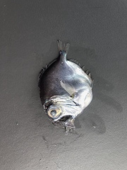 Silver Spinyfin photo 2