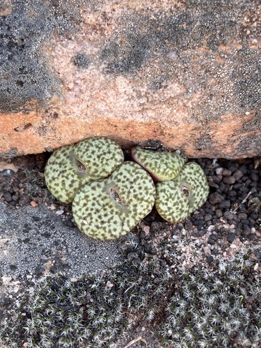 Conophytum obcordellum