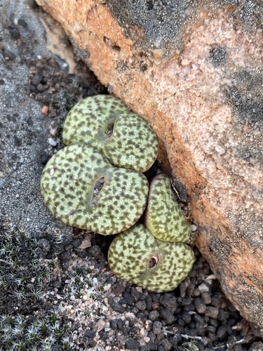 Conophytum obcordellum