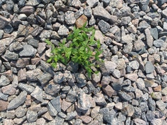 Hieracium umbellatum