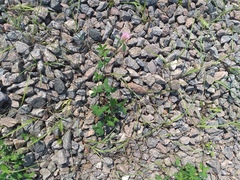 Trifolium pratense