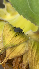 Halyomorpha halys