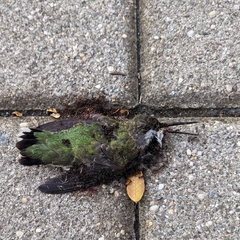 Archilochus colubris