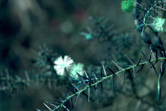 Acacia ulicifolia