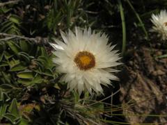 Helichrysum marginatum