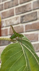 Leptophyes punctatissima