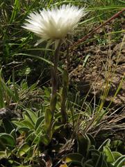 Helichrysum marginatum