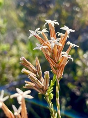 Lysinema pentapetalum