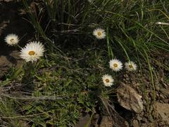 Helichrysum marginatum
