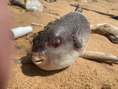 Arothron immaculatus