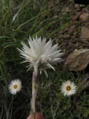 Helichrysum marginatum