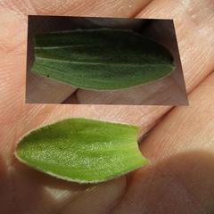 Helichrysum marginatum