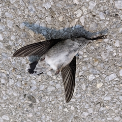 Archilochus colubris