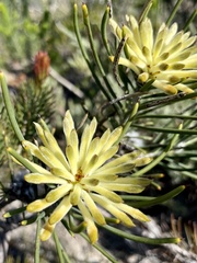 Petrophile brevifolia