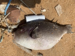 Arothron immaculatus
