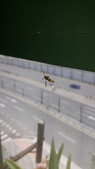 Eumeninae