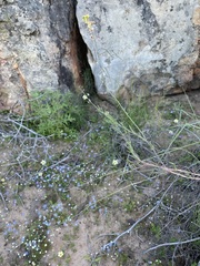 Heliophila cornuta cornuta