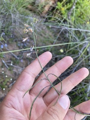 Heliophila cornuta cornuta