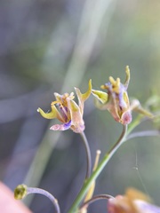 Heliophila cornuta cornuta