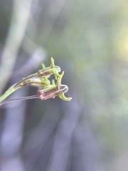 Heliophila cornuta cornuta