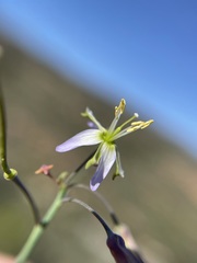 Heliophila cornuta cornuta