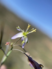Heliophila cornuta cornuta