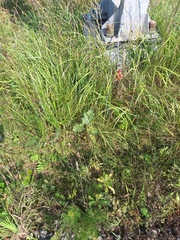 Artemisia absinthium