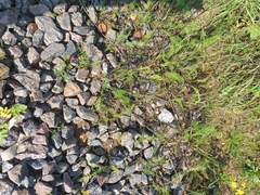 Achillea millefolium
