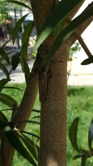 Anacridium aegyptium