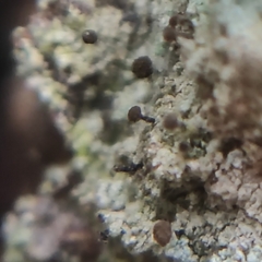 Chaenotheca trichialis