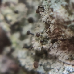 Chaenotheca trichialis