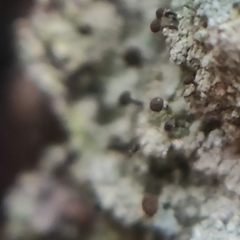 Chaenotheca trichialis