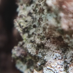 Chaenotheca trichialis