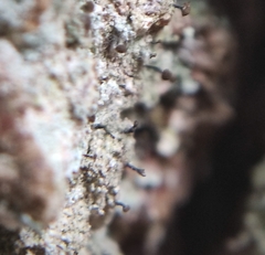 Chaenotheca trichialis